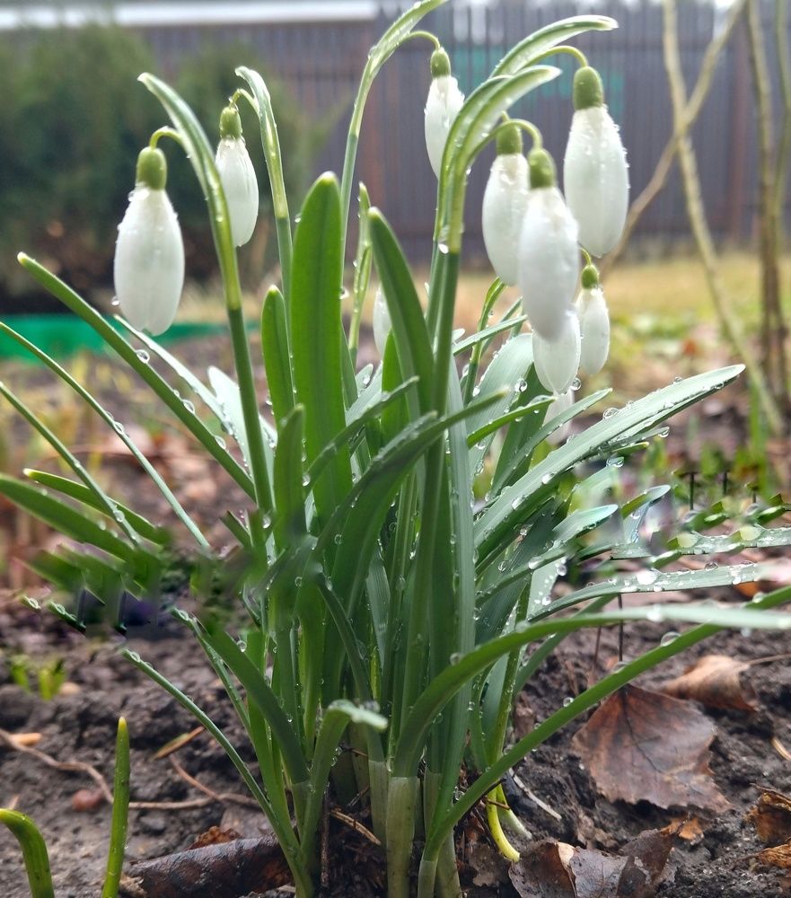 Фотография автора Рузинова Елена