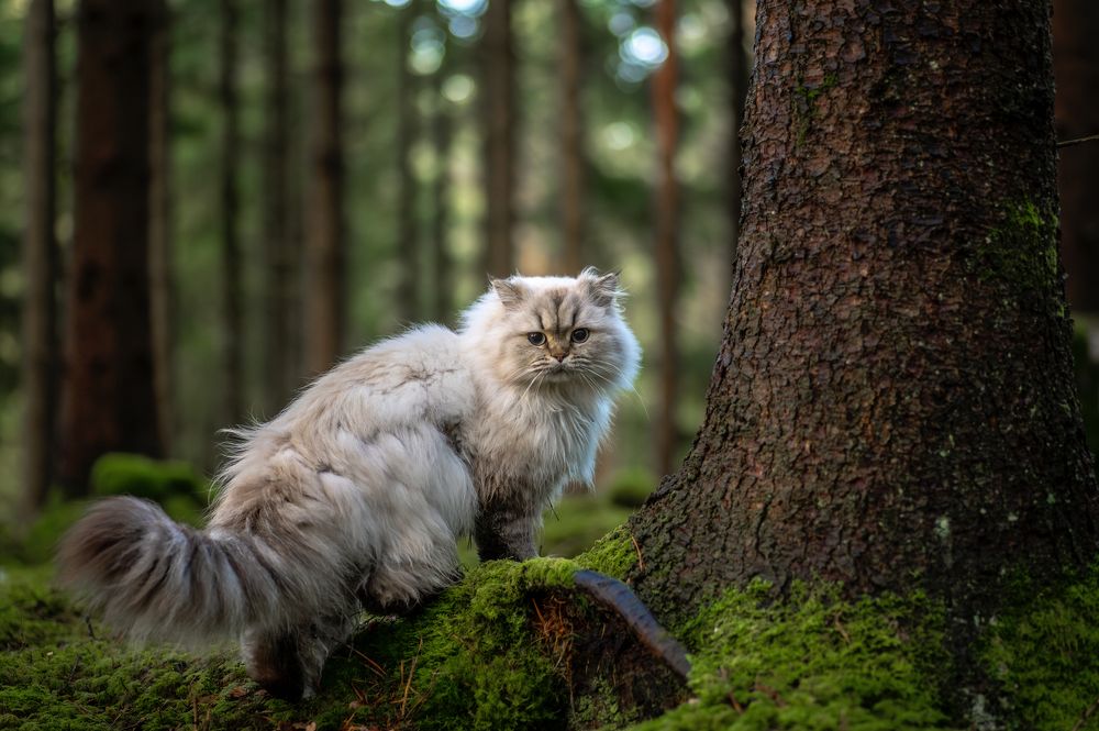 Photograph by Linda Persson