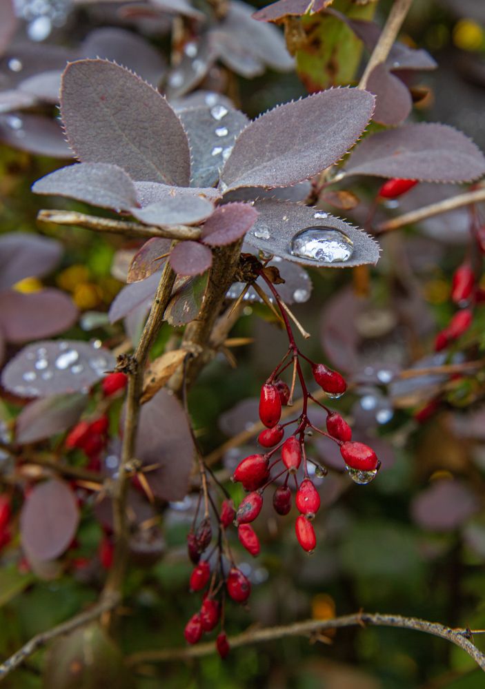 Photograph by Елена Павлова