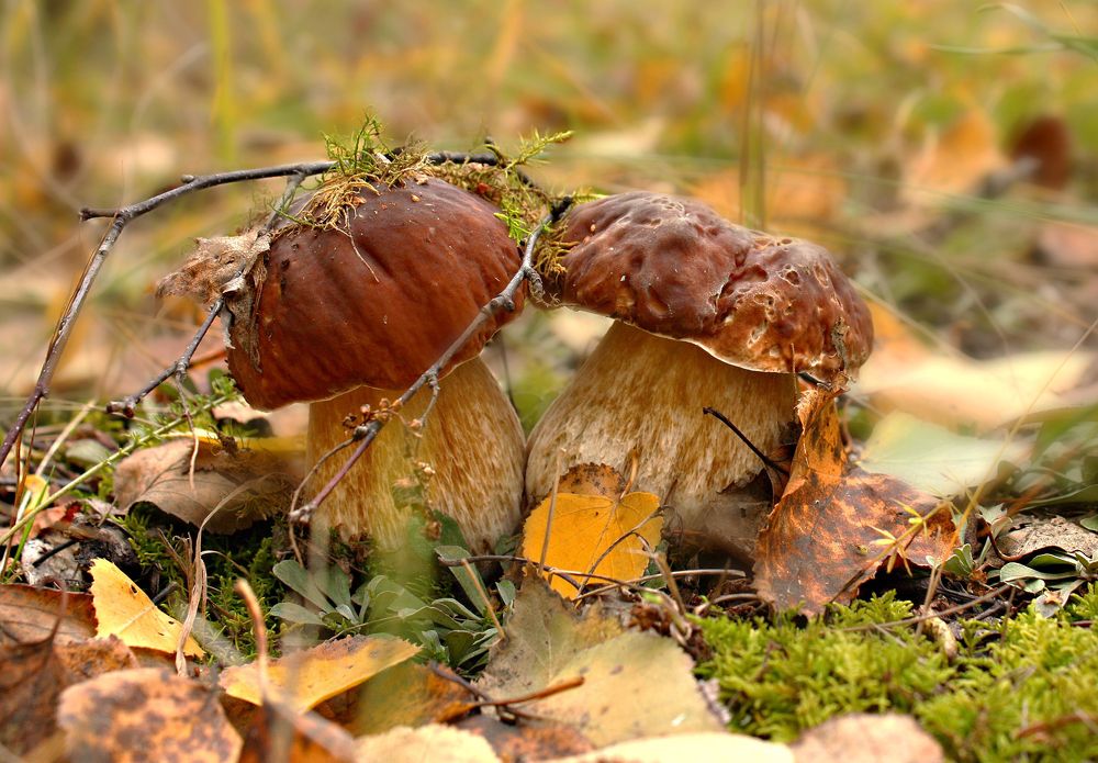 Photograph by Заболотская Ольга