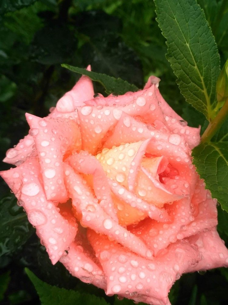 Фотография автора Рузинова Елена