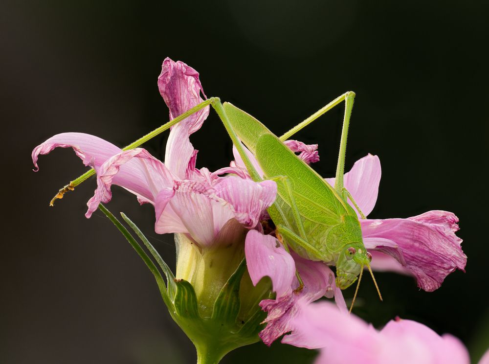 Sickle-bearing Bush Cricket