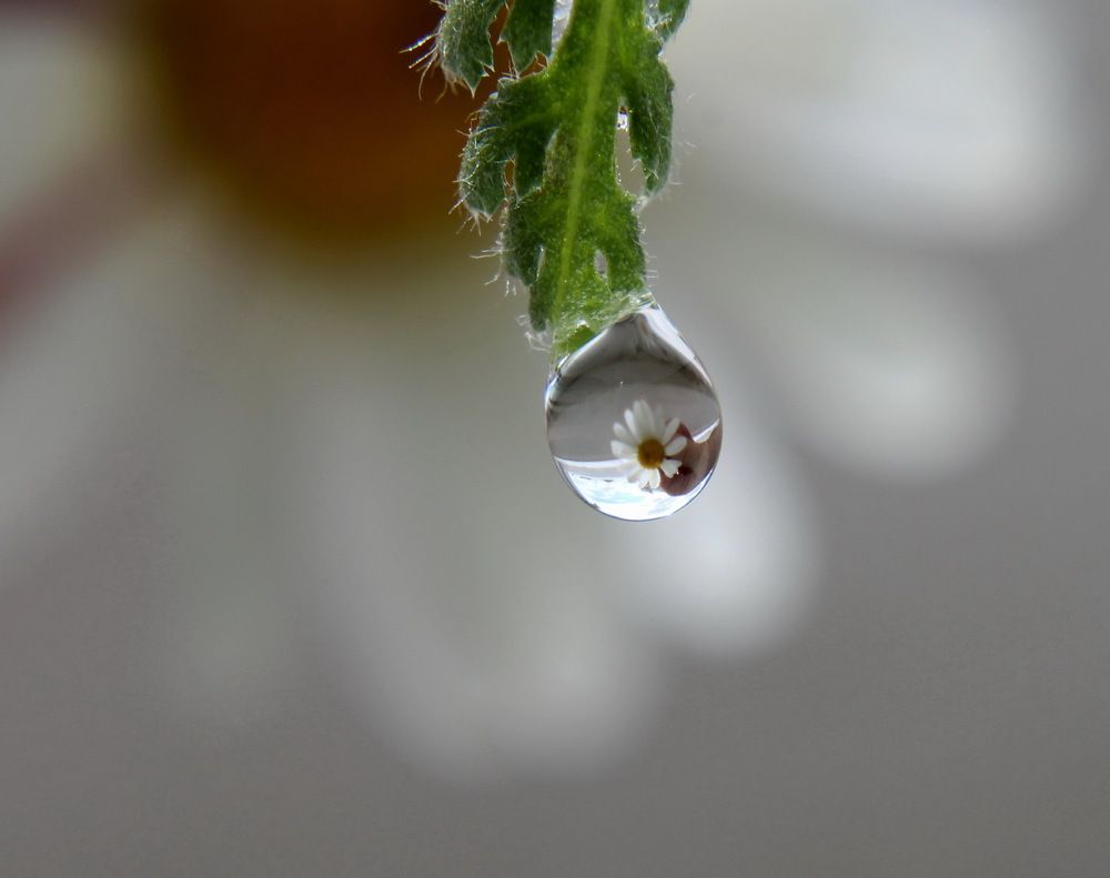 Photograph by Сироткина Нина