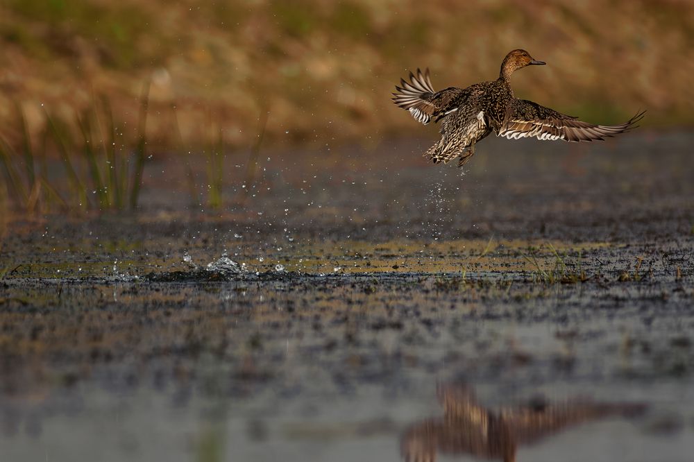 Photograph by Sanjoy Adak