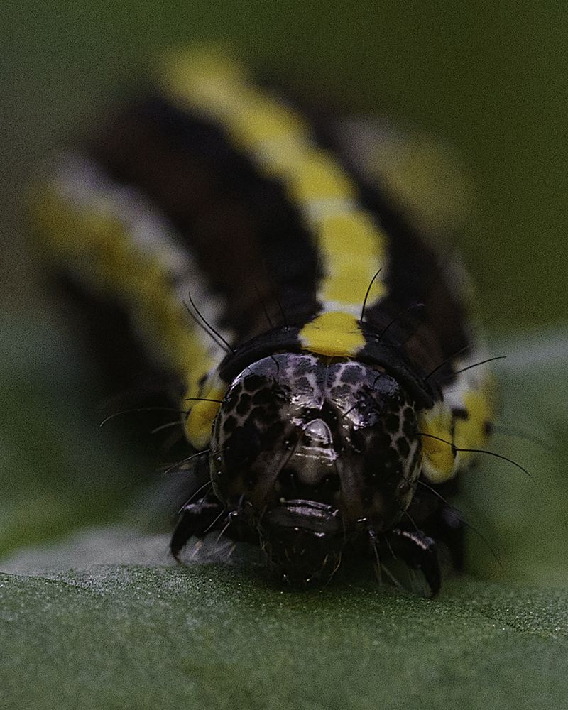 Photograph by Anna Sindikayeva