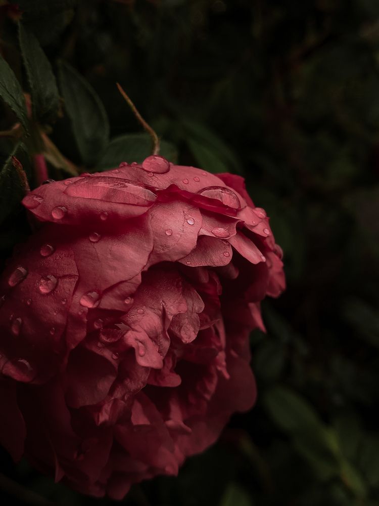 Photograph by Кристина Присяжная