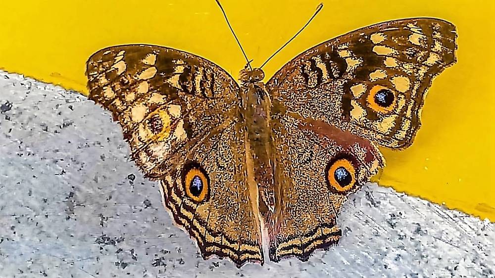 Photograph by Ambewadikar sourabh