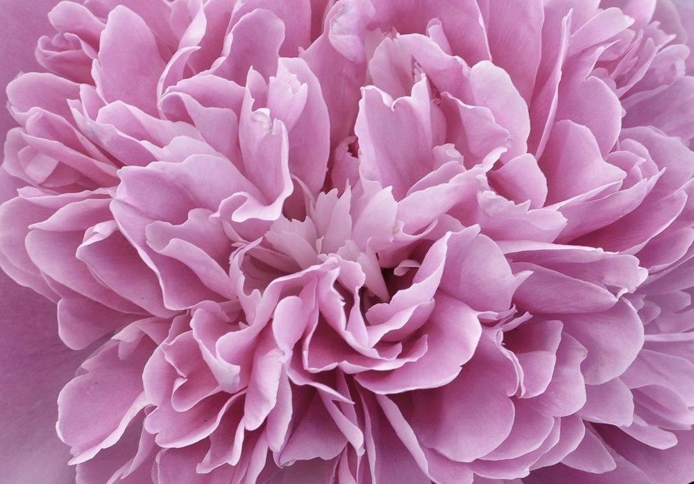 Фотография автора Ольга Беликова