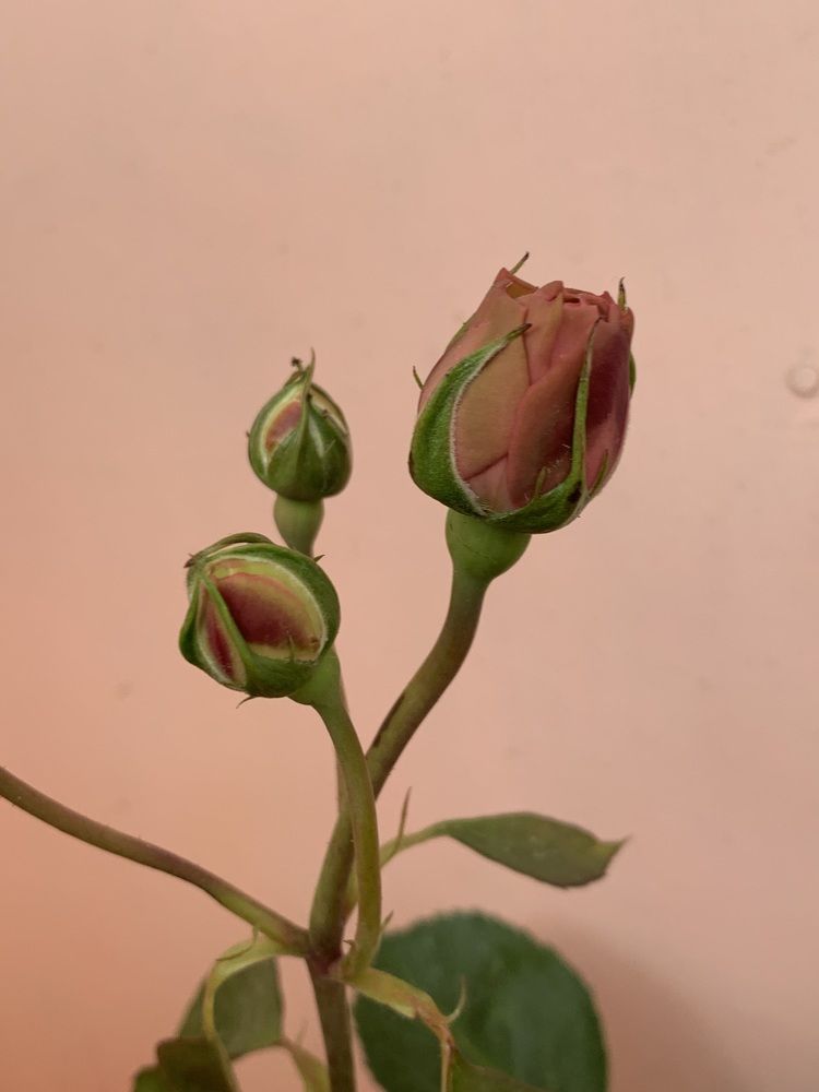 Фотография автора Ирина Шпаковская