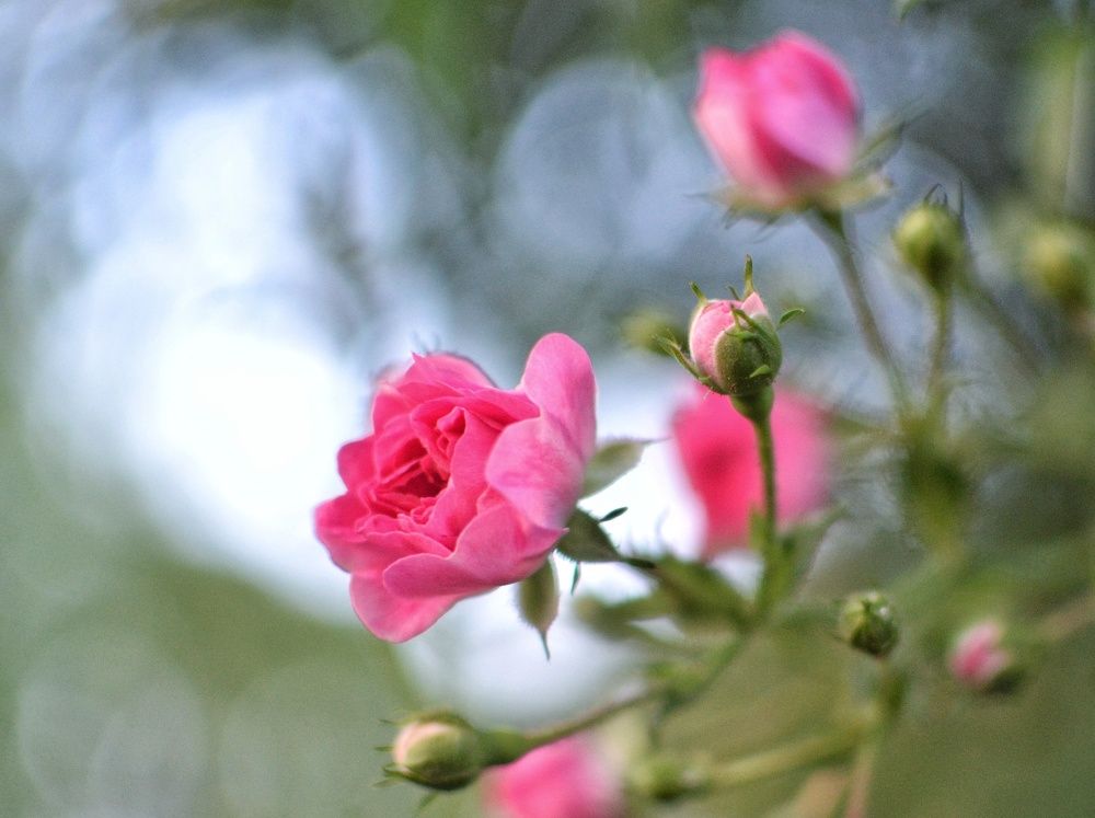 Фотография автора Ольга Беликова