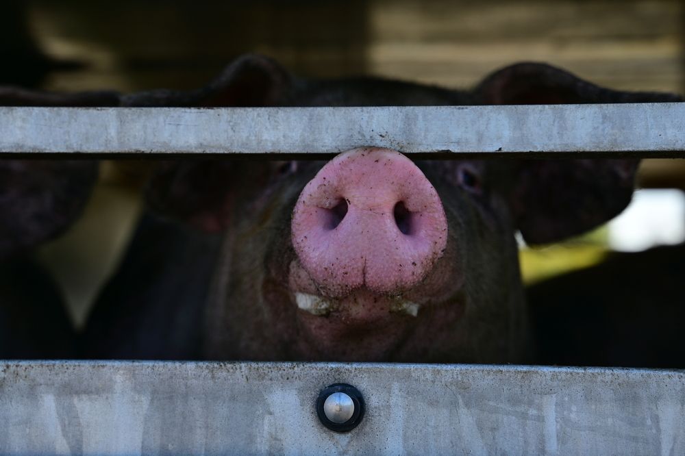 Photograph by Наталья Сергеева