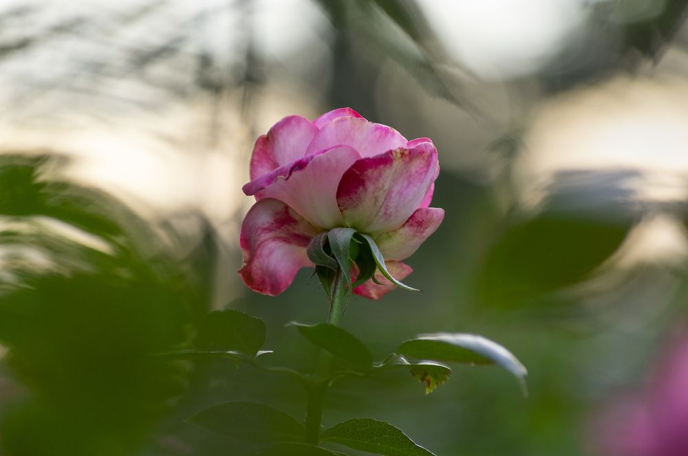 Photograph by Виктор Филипчук