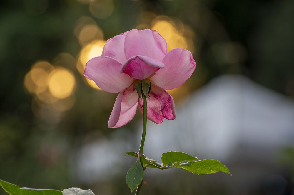 Photograph by Виктор Филипчук