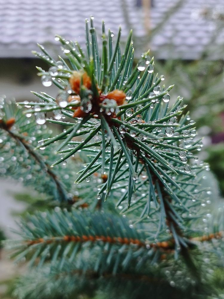 Фотография автора JELENA VASIC