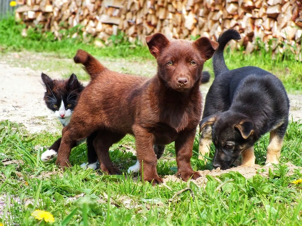Фотография автора Андрей Шестаков