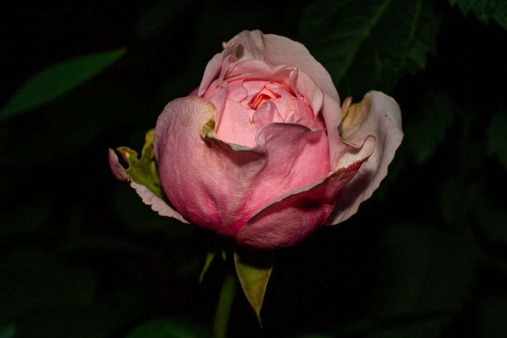 Photograph by Олег Алексеев