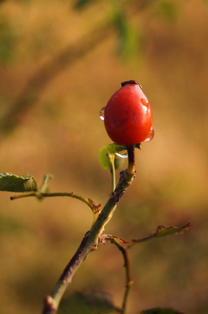 Photograph by Ирина Чувило