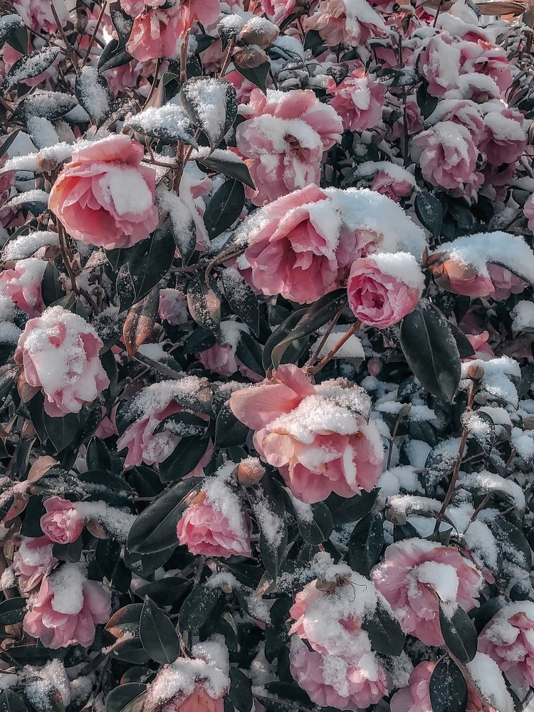 Photograph by Anya Lo