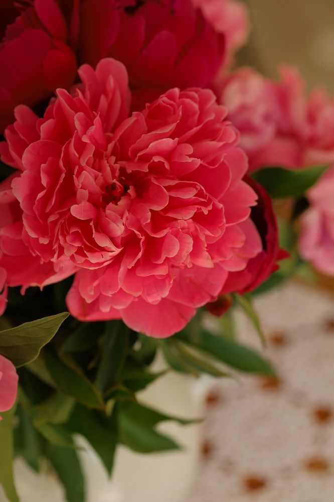 Фотография автора Мария Стратан