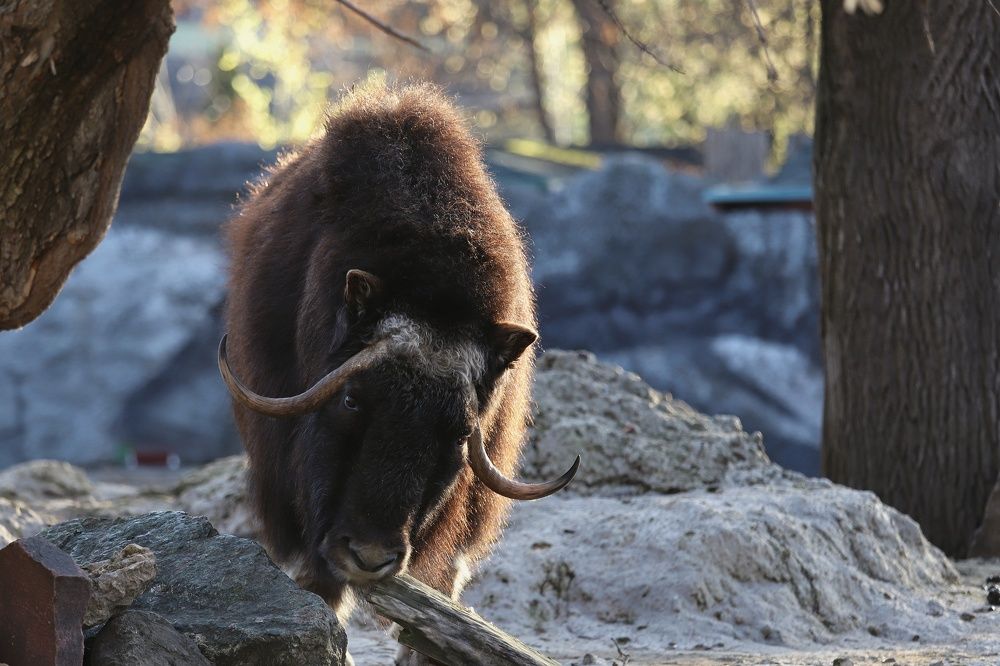 Фотография автора Елена Кириллова