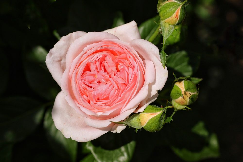 Фотография автора Мария Стратан