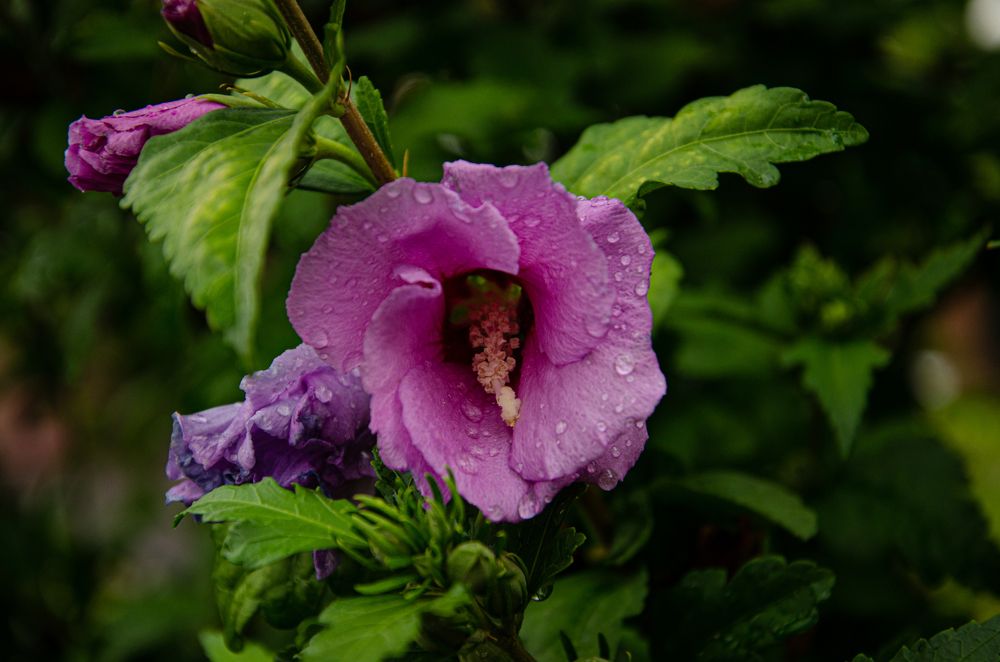 Photograph by Влад Василенко