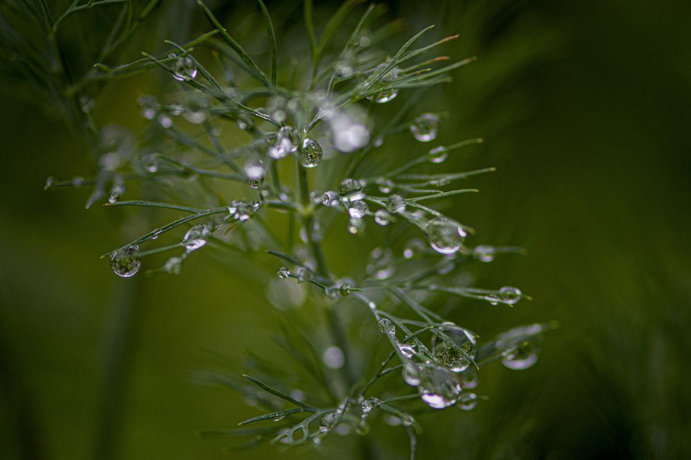 Photograph by Игорь Смирнов