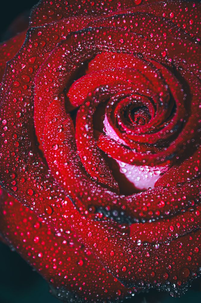 Photograph by Татьяна Слободчикова