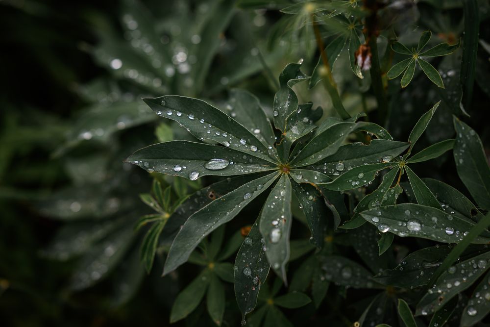 Photograph by Дарья Кончакова