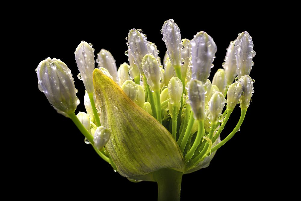 Photograph by Leonardo Rosendo Mejías Proenza