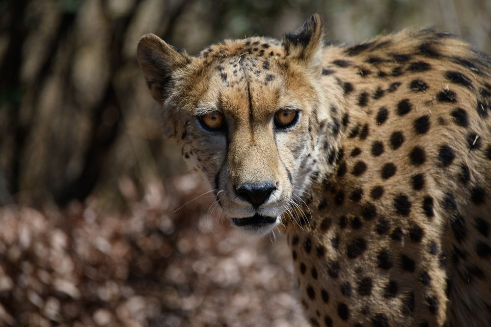 Photograph by Andrea Scheffer