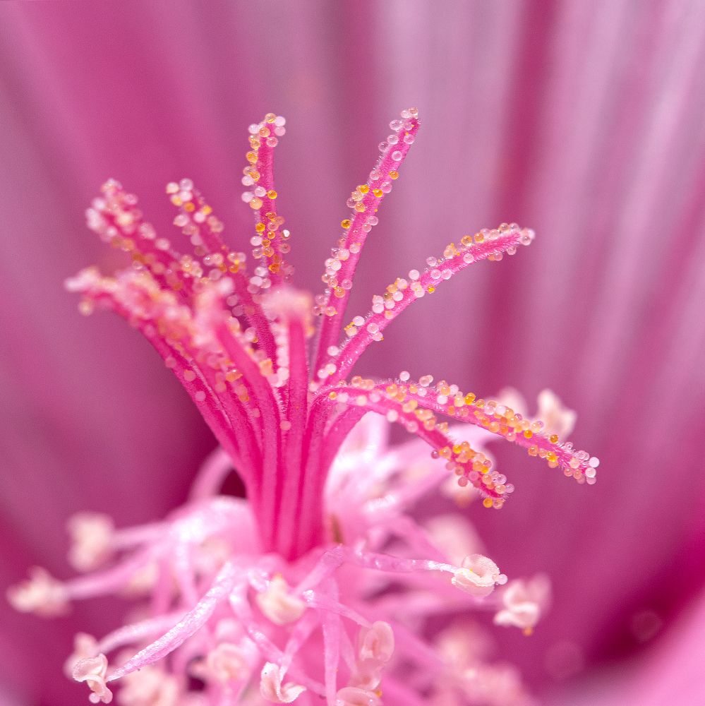 Photograph by Andrey Sensetic