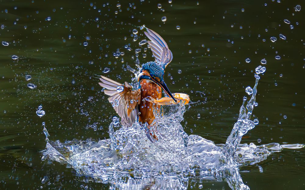 A moment I only encounter once in my life. Hunting 2 fish at the same time