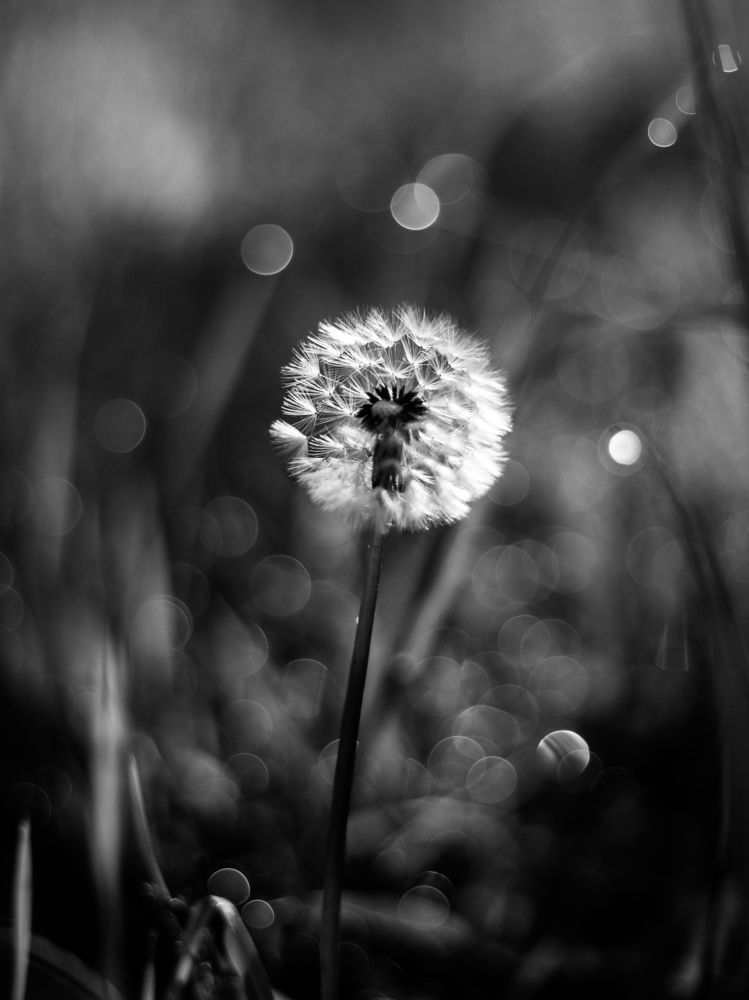 Photograph by Svetlana Savilova
