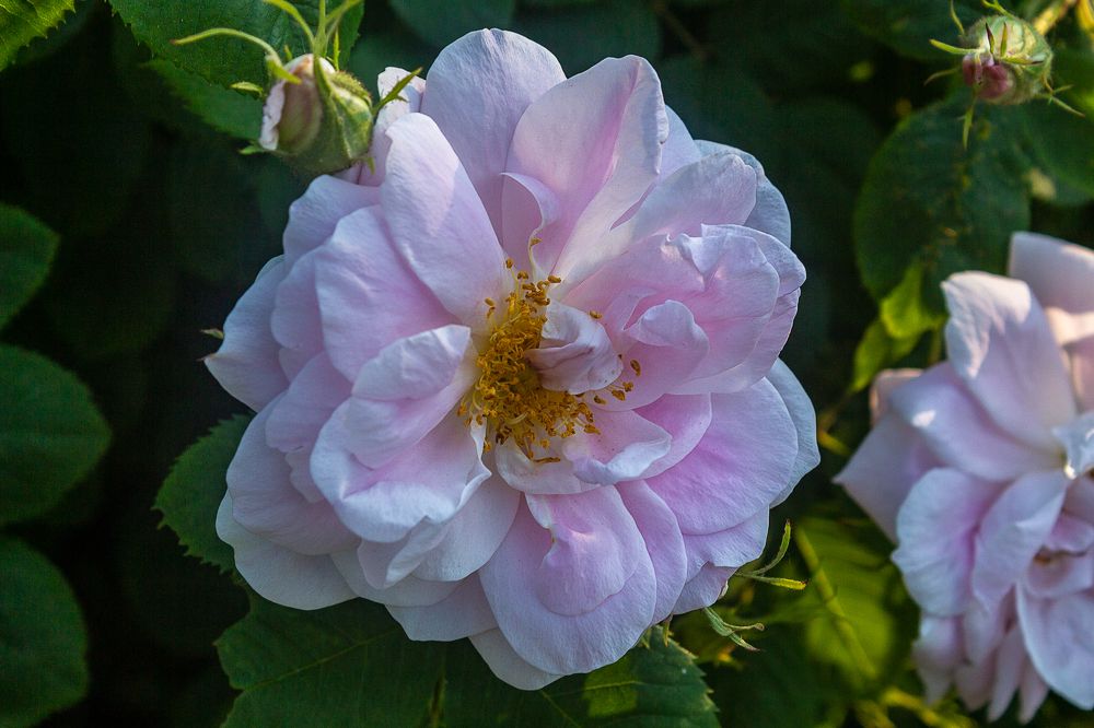 Фотография автора Евгения Снигирева