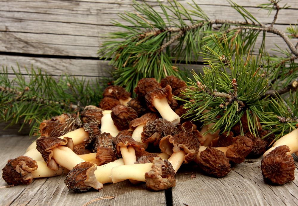 Фотография автора Nelya  Lysenko