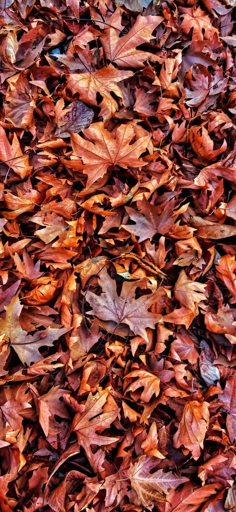 Фотография автора Mahdi Mohammadi