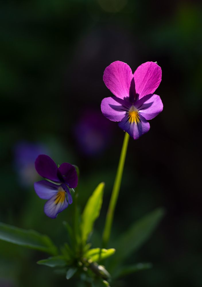 Photograph by Наталья Сергеева