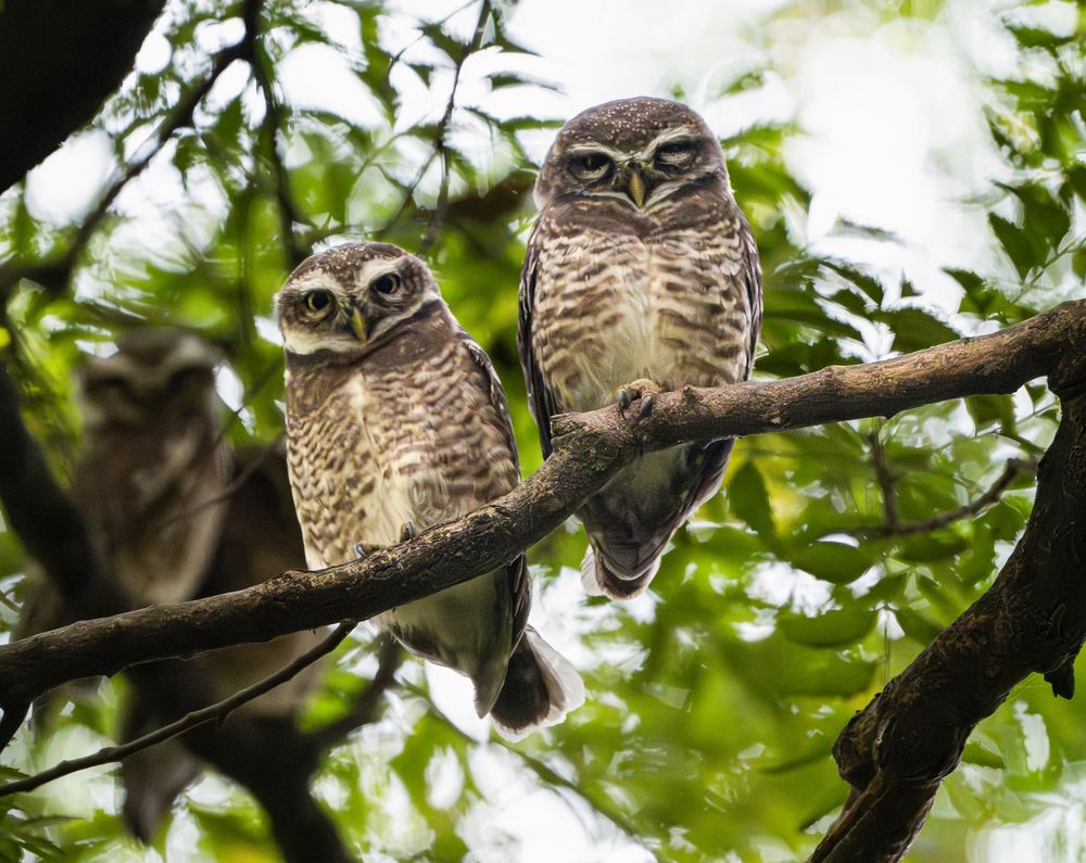 Spotted Owlet