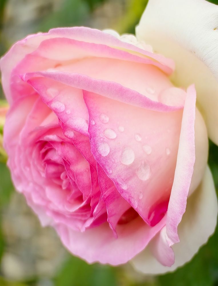 Photograph by Ольга Горох