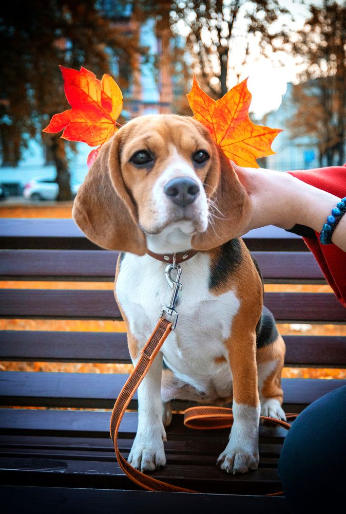 Фотография автора Lija Mežecka