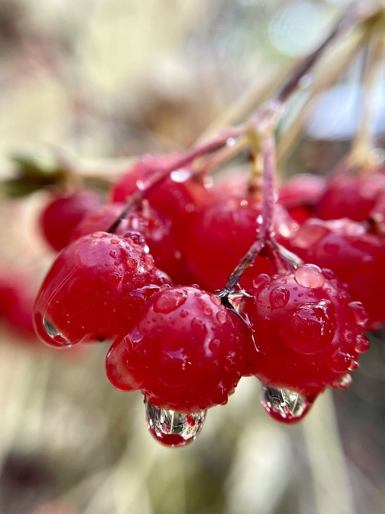 Фотография автора Рамзия Хисамутдинова