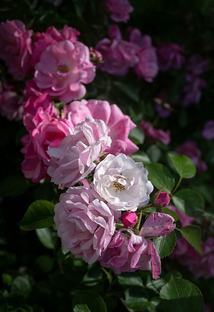 Photograph by Наталья Сергеева