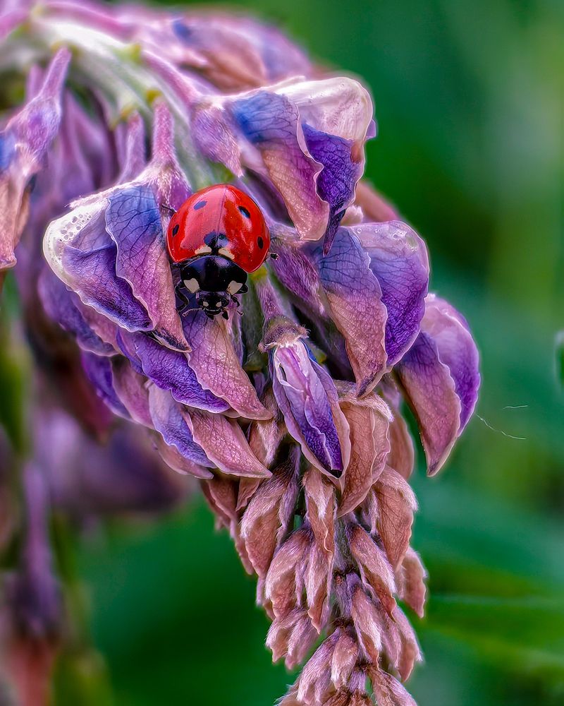 Photograph by Наталья Балабанова