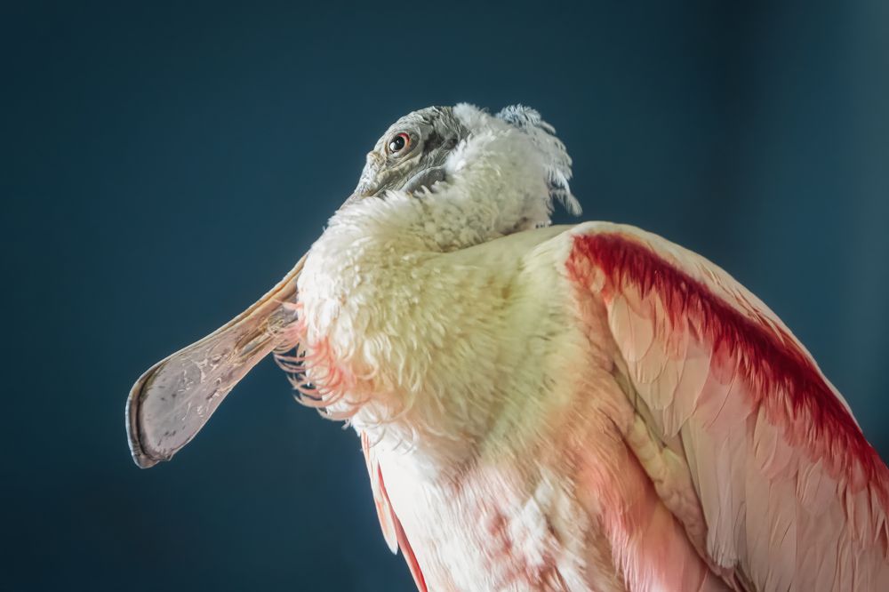 Photograph by Дудников Александр