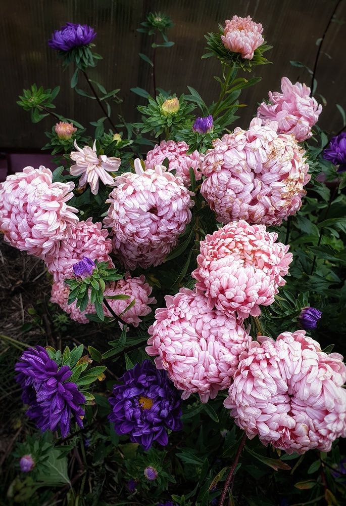 Фотография автора Ирина Дроздова