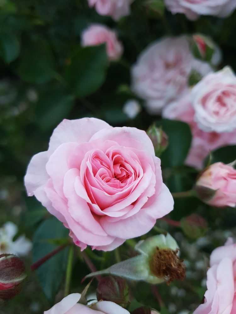 Фотография автора Ирина Дроздова