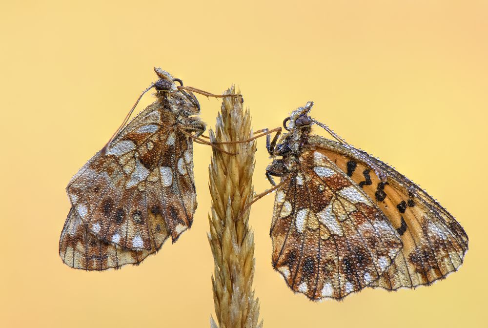 Couple of Clossiana dia at dawn