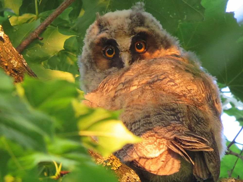 Совиное семейство