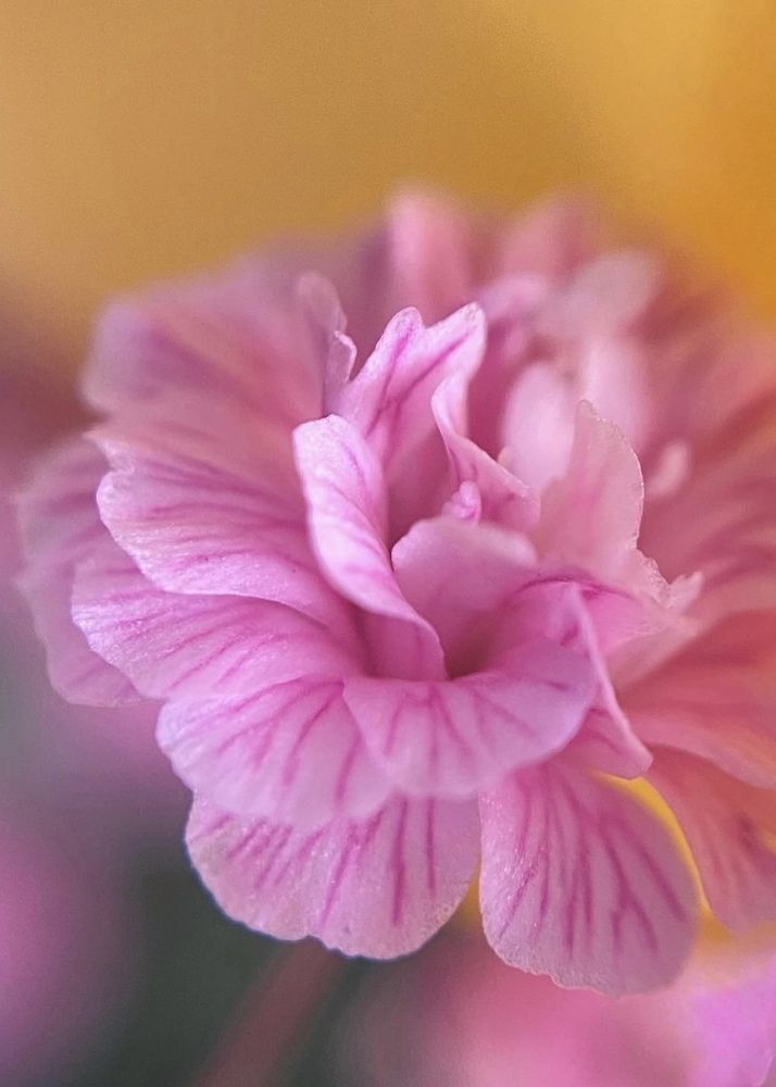 Фотография автора ГУЗАЛИЯ ГАНИЕВА